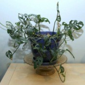 plant 1