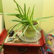 plant saucer 1