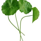 Dollar Weed