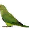 Parakeet