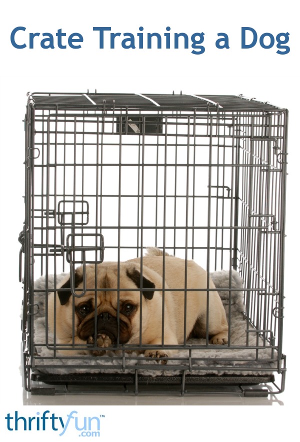 pug_in_a_crate_fancy1.jpg