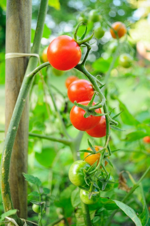 Supporting Tomato Plants | ThriftyFun