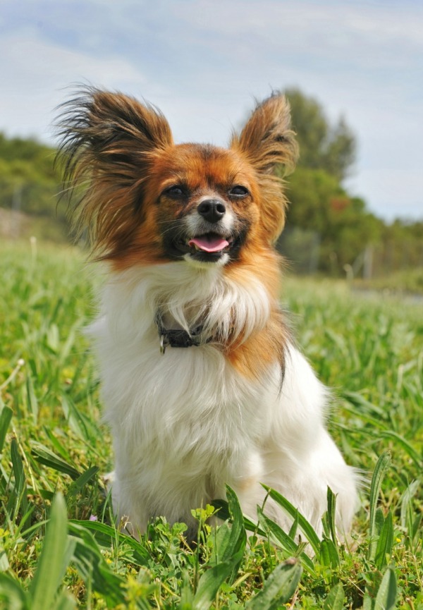 Papillon Breed Information and Photos ThriftyFun