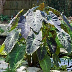 top 28 when to transplant elephant ears 28 best when to transplant elephant ears alison s top 28 when to transplant elephant ears 28 best when to transplant elephant ears alison s