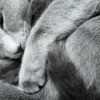 Blind Cat Sleeping