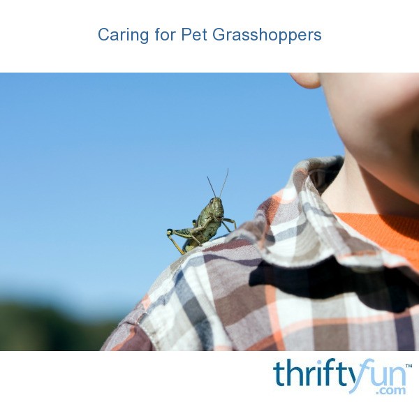 Caring for Pet Grasshoppers