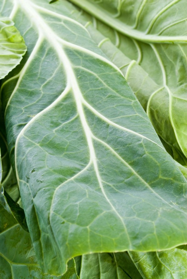 Canning Collard Greens ThriftyFun