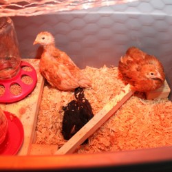Getting Chickens to Lay in Nesting Box