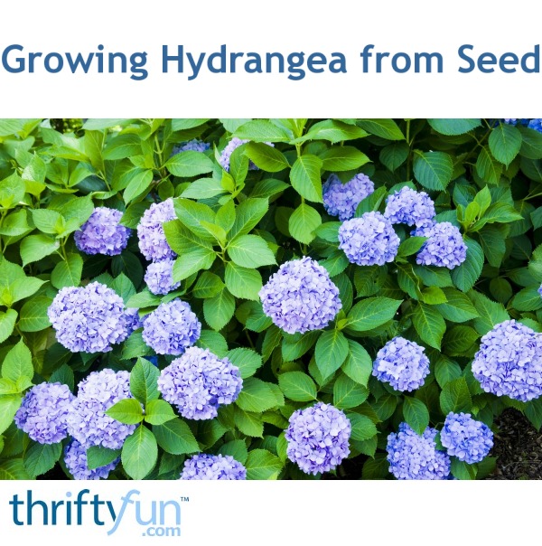 Growing Hydrangea from Seed  ThriftyFun