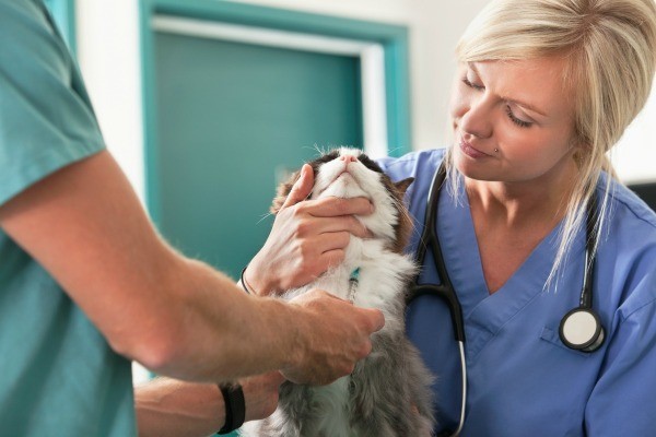 What are some retirement benefits for veterinarians?