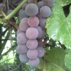 Garden Cuttings | ThriftyFun