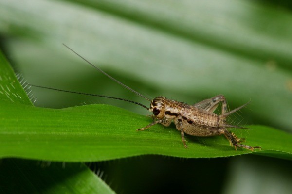 How do you kill house crickets?