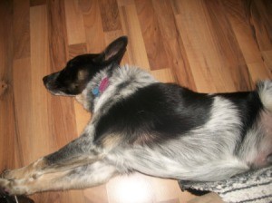Can My Dog Take Benadryl For Itching Can My Dog Take Benadryl For Itching