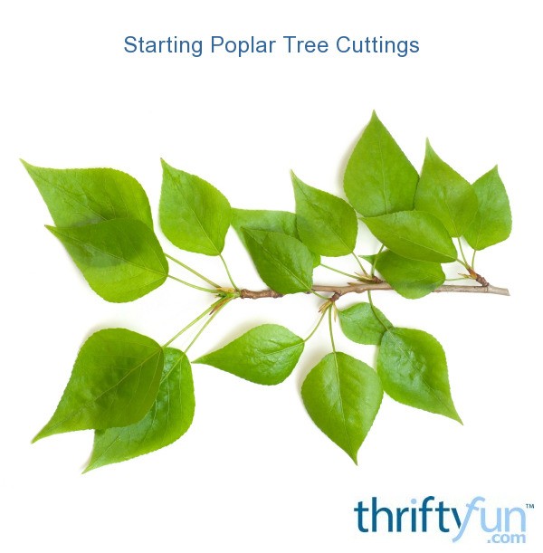 Starting Poplar Tree Cuttings ThriftyFun