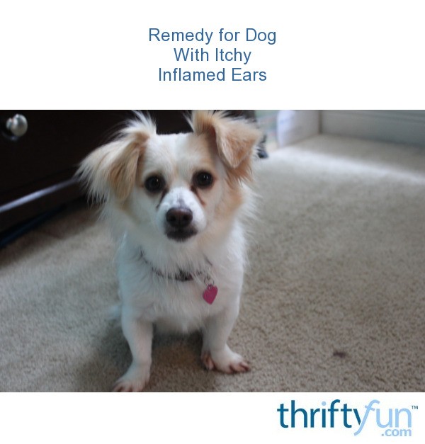 Remedy for Dog With Itchy Inflamed Ears ThriftyFun