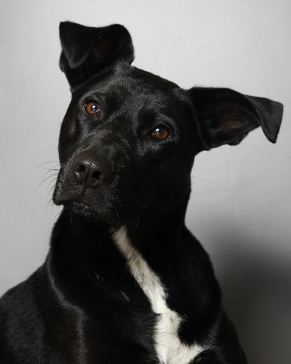 Black Lab Mix With Pit 12