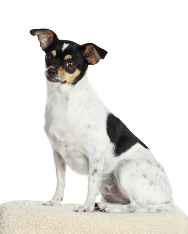 doxie rat terrier mix