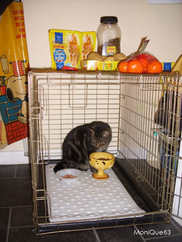 Bath Mat Inside Pet Travel Cages ThriftyFun