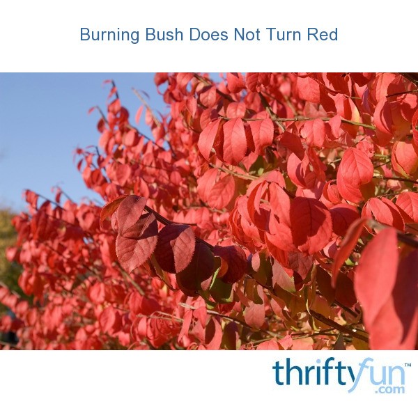 burning bush does not turn red thriftyfun burning bush does not turn red thriftyfun