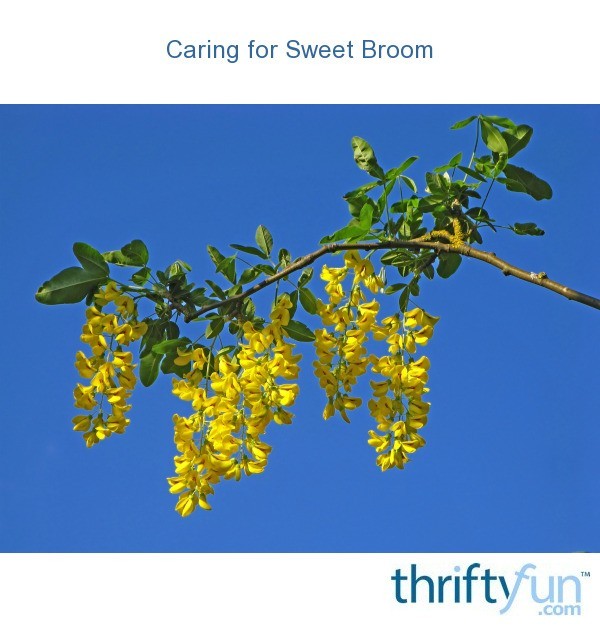 Caring for Sweet Broom ThriftyFun
