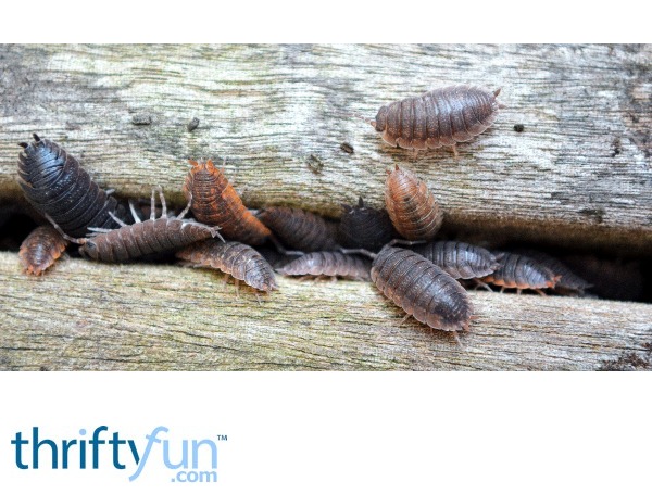 How To Get Rid Of Pill Bugs In Vegetable Garden Getting Rid Of Pill Bugs Thriftyfun How To Get Rid Of Pill Bugs In Vegetable Garden Getting Rid Of Pill Bugs Thriftyfun