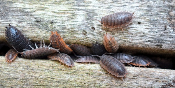 How do I get rid of potato bugs in my house?