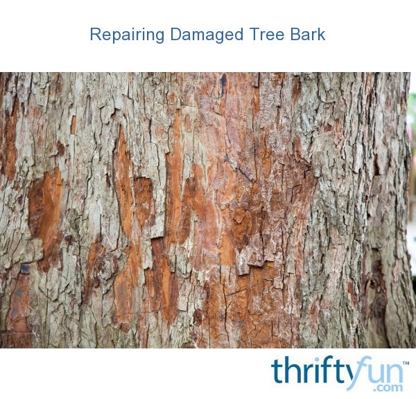 How To Patch A Damaged Tree From Winter