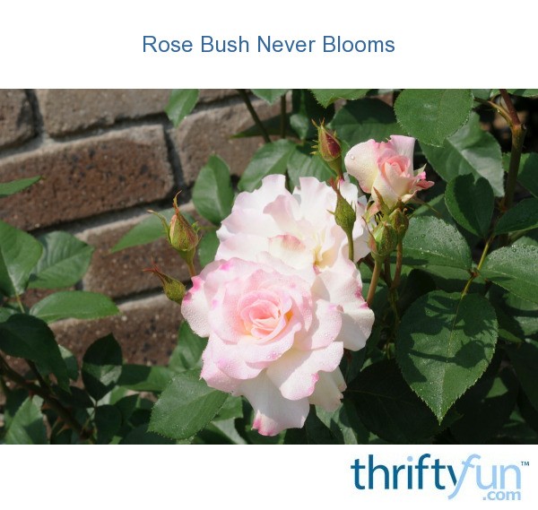 Rose Bush Never Blooms