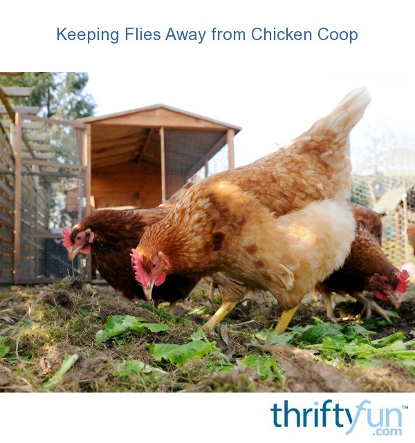 Keeping Flies Away from Chicken Coop | ThriftyFun