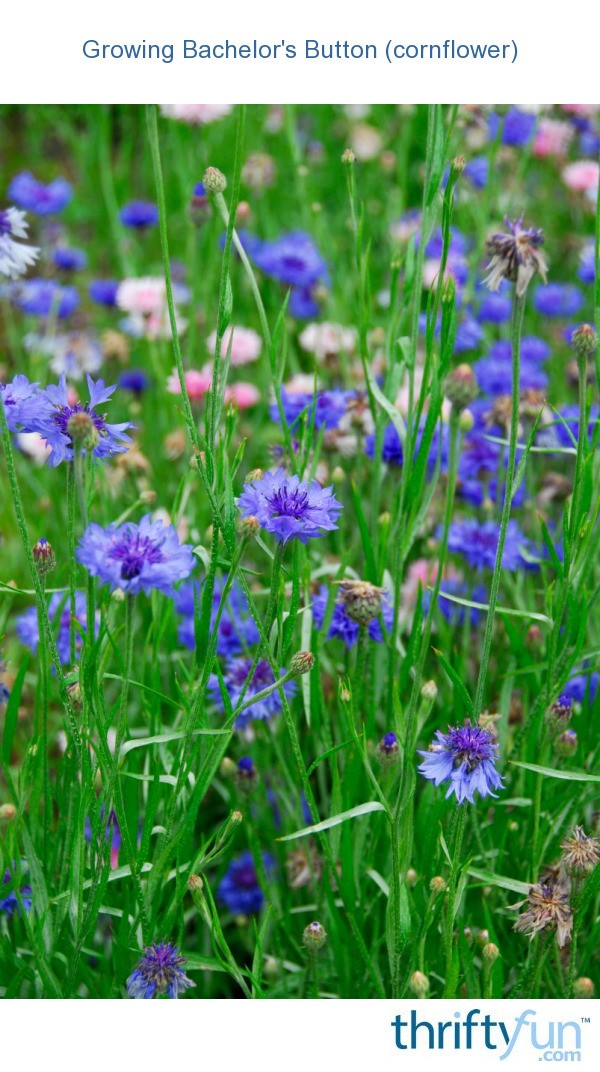 Growing Bachelor's Button (Cornflower) ThriftyFun