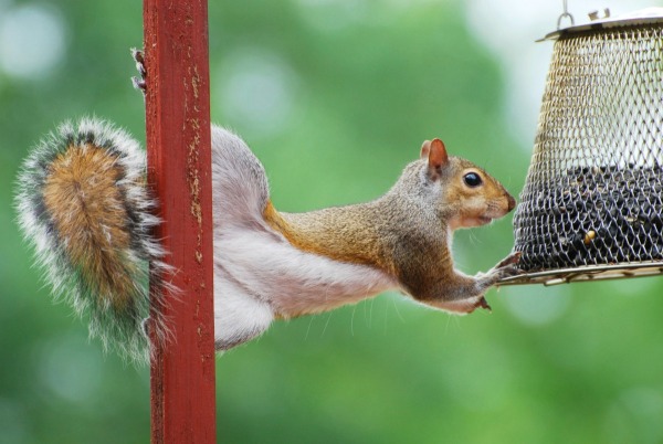 What are some tips for keeping squirrels off bird feeders?