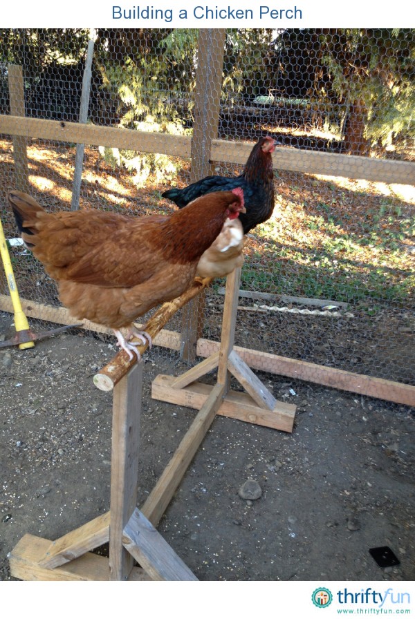 Branch Chicken Perch ThriftyFun