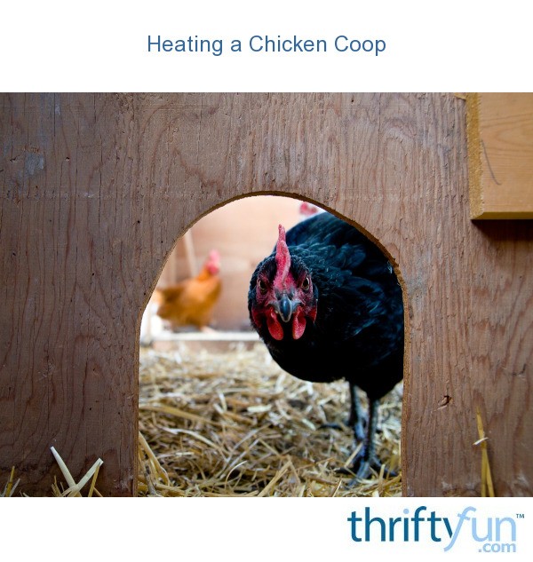 Heating a Chicken Coop ThriftyFun