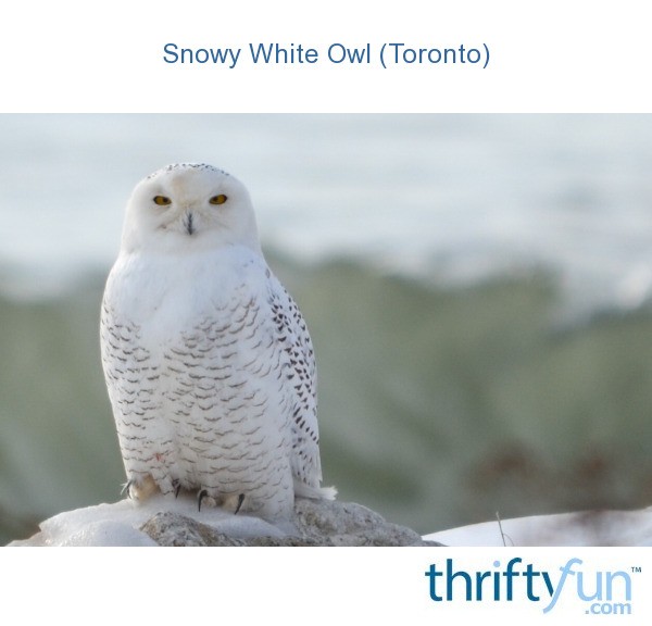 snowy white owl toronto thriftyfun snowy white owl toronto thriftyfun