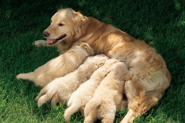 caring-for-a-dog-and-her-puppies-thriftyfun