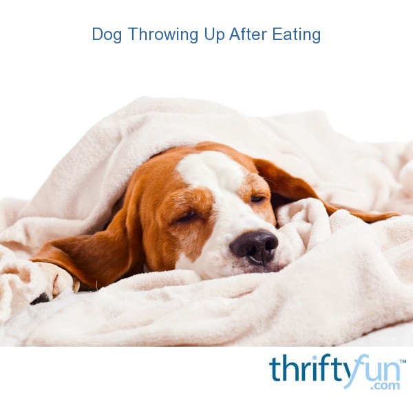 Dog Throwing Up After Eating | ThriftyFun