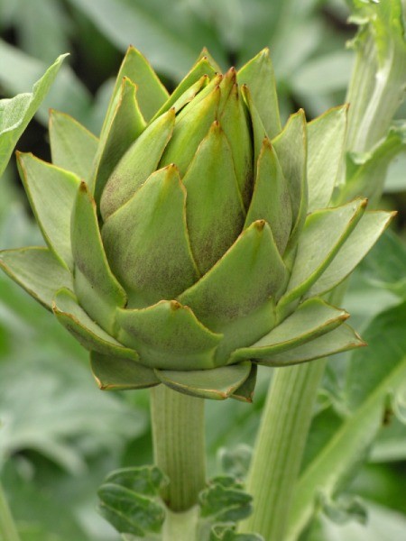 artichoke plant