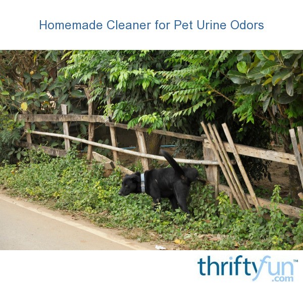 Homemade Cleaner for Pet Urine Odors