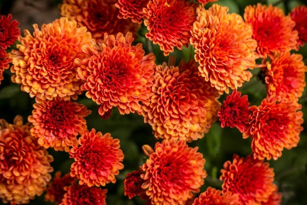 Extending the floral color in your garden can be accomplished by 