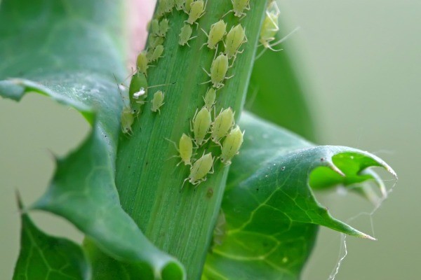 Homemade Aphid Spray Recipes ThriftyFun