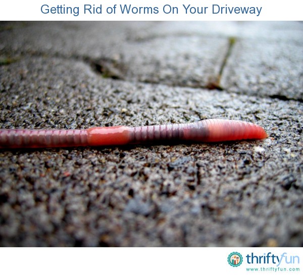 top 28 how do i get rid of worms how to get rid of parasites how to get rid of stuff how top 28 how do i get rid of worms how to get rid of parasites how to get rid of stuff how