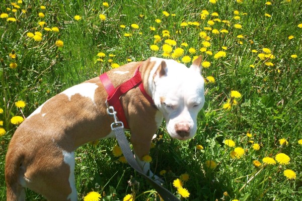 Splotchy (Pitbull) | ThriftyFun Splotchy (Pitbull) | ThriftyFun