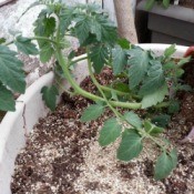 tomato plant on its side 2
