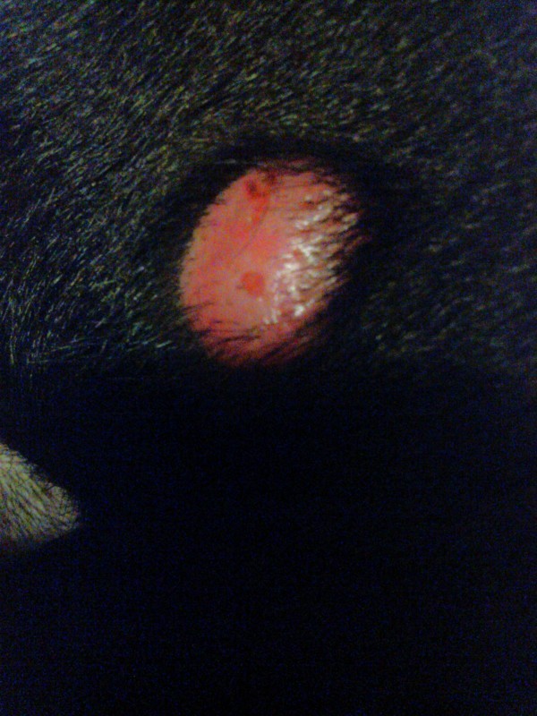 Bumps And Lumps On A Dog Thriftyfun