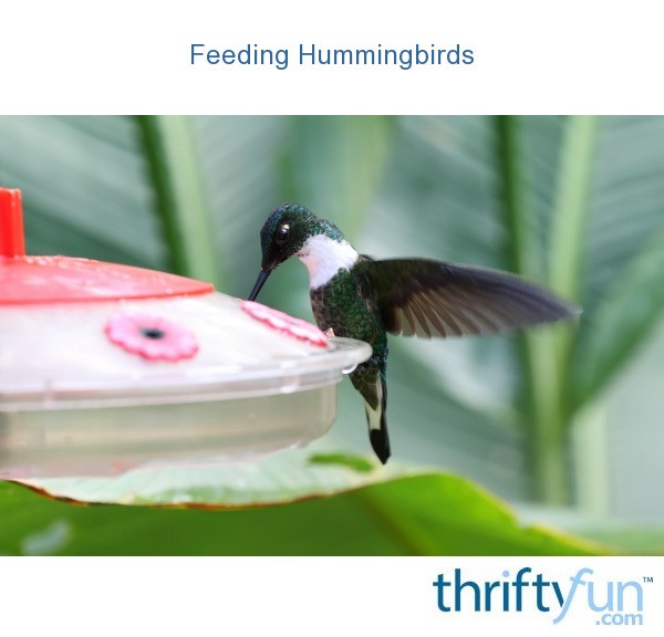 feeding hummingbirds thriftyfun feeding hummingbirds thriftyfun