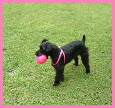 Schnoodle Breed Info