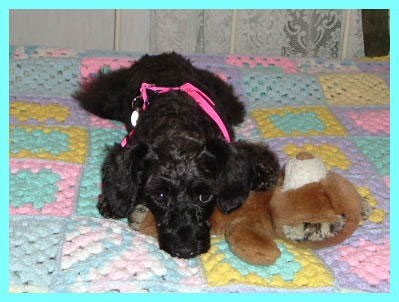 Schnoodle Breed Info