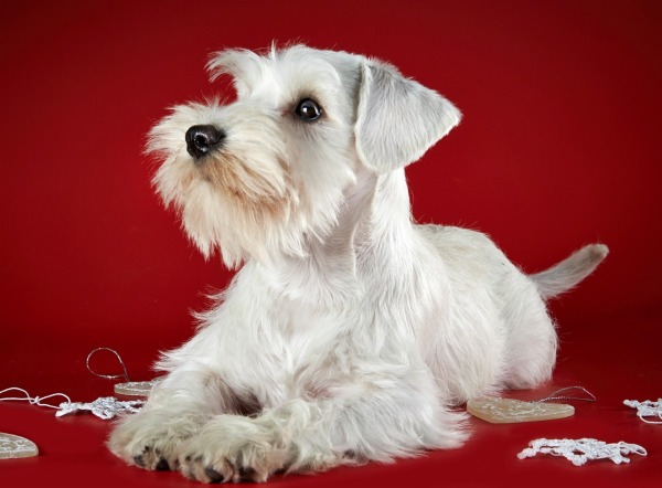 gund schnauzer