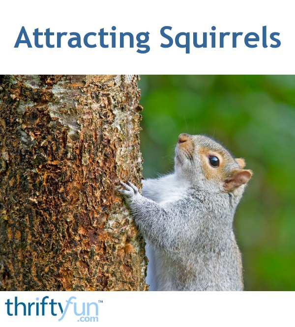 attracting squirrels thriftyfun attracting squirrels thriftyfun