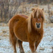pony in lightly snow covered field